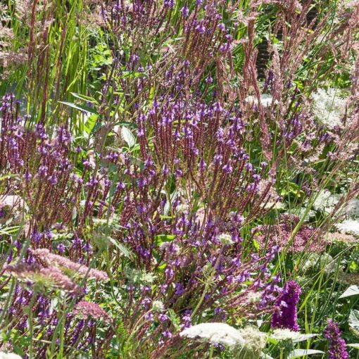 Outsidepride Verbena Hastata Blue Vervain Pollinating Wild Flower Plants - 5000 Seeds