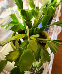 HOPELF 6" Natural Bamboo Skewers for BBQ,Appetiser,Fruit,Cocktail,Kabob,Chocolate Fountain,Grilling,Barbecue,Kitchen,Crafting and Party. Φ=4mm, More Size Choices 8"/10"/12"/14"/16"/30"(100 PCS) 6 inch 31 7186yH6be1L