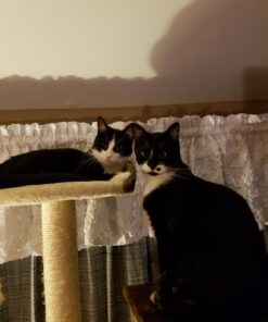 FELINE GREENIES Natural Dental Care Cat Treats Catnip Flavor, 5.5 oz. Pack 30 7187kIg0VL