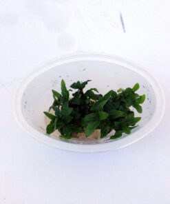Staurogyne Repens Tissue Cultured - Foreground Aquarium Plant 39 71885Zy5IBL