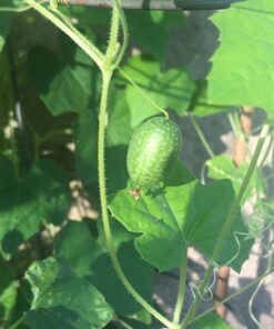 Cucumber Gherkin Mexican Sour FBA-3174 (Green) 25 Non-GMO, Heirloom Seeds 22 7189MVZG3AL