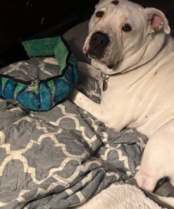 Outward Hound Durablez Tough Plush Squeaky Dog Toy, Snake, Blue, XL Blue Snake 40 718BwTszML