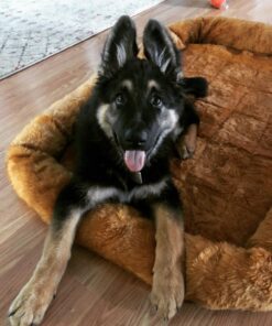 MidWest Homes for Pets Bolster Cinnamon Pet Bed for Dogs & Cats w/ Comfortable Bolster | Ideal for Extra Large Dog Breeds & Fits a 48-Inch Crate | Easy Maintenance Machine Wash & Dry | 48L-Inch 39 718EYUMu5cL