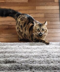 VELCRO Brand ONE-WRAP Cable Ties, 100Pk, 8 x 1/2" Black Cord Organization Straps, Thin Pre-Cut Design, Wire Management for Organizing Home, Office and Data Centers 34 718Hd2g7 gL