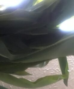 Nearly Natural 6648 4ft. Corn Stalk Dracaena Silk Plant (Real Touch),Green 38 718JgqIrRBL