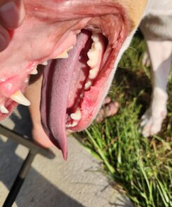 Jolly Pets Bounce-n-Play Dog Toy Ball, 8 Inches/Large, Blueberry, (Model: 2508 BB) Large (8 in) 30 718LACJj71L