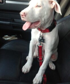 Dutchy Brand Pets Lovers Club Durable Dog Seatbelt - Heavy Duty Strap, Reflective Lines, 2 Adjustable Sizes (15-25in or 22-37in) Fits Small, Medium, Large, Extra Large Dogs Red with Reflective Stripes 24 718MBJ24OGL