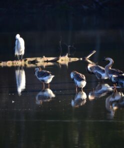 Nikon D750 FX-format Digital SLR Camera Body Body Only Base 63 718Ord6z2iL