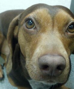 Zesty Paws Calming Chews for Dogs Composure & Relaxation for Everyday Stress & Separation Advanced Melatonin 90 Count Turkey - Melatonin 90 Count (Pack of 1) 39 718QsilkeFL