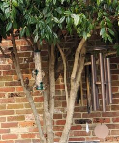 More Birds 3N1 Bird Seed Super Tote and Storage, 5 lb Seed Capacity 31 718R7MBhg8L