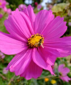 Fujifilm XF14mmF2.8 R Black 14mm f2.8 Lens Single Item 53 718RrCImadL