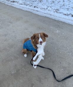 Kurgo Loft Dog Jacket, Reversible Dog Coat, Wear with Harness or Sweater, Water Resistant, Reflective, Winter Coat For Large Dogs (Coastal Blue, L) Coastal Blue/Orange 41 718STL4vVcL