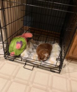 Medium Dog Crate | MidWest Life Stages 30" Double Door Folding Metal Dog Breed Crate | Divider Panel, Floor Protecting Feet & Dog Pan | 30.6L x 19.3W x 21.4H Inches 30.6"L x 19.3"W x 21.4"H Lifestages; Double Door 45 718UBdhLNtL