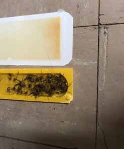 EATON J T 844 4PK Crick/Spid GlueTrap 34 718XIsitzjL