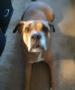 IAMS Adult Minichunks Small Kibble High Protein Dry Dog Food with Real Chicken, 30 lb. Bag,(Packaging may vary) 0 30 Pound (Pack of 1) 48 718ZDZ8fWL