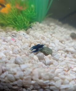 Blue Velvet Shrimp - Live Shrimp for Freshwater Aquariums or Tanks - Live Arrival Guarantee (10 Shrimp) 10 Shrimp 40 718aN bHL
