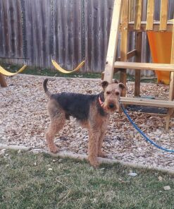 OneTigris Dog Pack Hound Travel Camping Hiking Backpack Saddle Bag Rucksack for Medium & Large Dog (Brown, Large) 11.4"L x 8.7"W x 2.4"H Brown 37 718c 1fOQrL