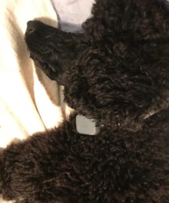 Whistle 3 / GPS Pet Tracker & Activity Monitor / Grey 42 718eDQmi7L