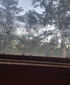 Window Fly Traps by Catchmaster - 12 Count, Ready to Use Indoors. Insect, Bugs, Fly & Fruit Fly Glue Adhesive Sticky Paper - Waterproof Easy Application Ready Disposable Non-Toxic 12 Traps 31 718iSBqenvL 1