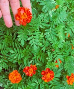 French Marigold Sparky Mix Seeds, Over 5,000 Seeds by Seeds2Go 28 718rkK6CxbL