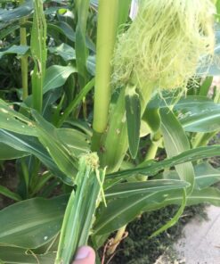 Seed Needs, 230+ Peaches & Cream Sweet Corn Seeds (Zea mays) Untreated and Non-GMO Bulk 34 718sMPC8uiL