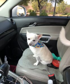 GREENIES Original Petite Natural Dog Dental Care Chews Oral Health Dog Treats, 36 oz. Pack (60 Treats) Petite Size (15-25 lb Dog) 60 Count (Pack of 1) 52 718stVWQkoL 1