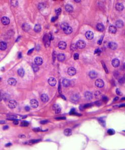 SWIFT SW350T 40X-2500X Magnification, Siedentopf Head, Research-Grade Trinocular Compound Lab Microscope with Wide-Field 10X and 25X Eyepieces, Mechanical Stage, Abbe Condenser, Camera-Compatible 41 718svdoxzPL