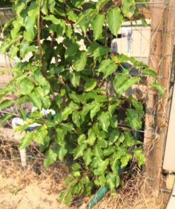 Hayward S244T ProSeries Sand Filter, 24-Inch, Top-Mount 1.5 Inch Valve 11 718vT8vkJ1L