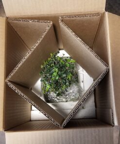 Brussel's Live Chinese Elm Outdoor Bonsai Tree - 5 Years Old; 6" to 8" Tall with Decorative Container Small CERAMIC POT 67 718vwS2bxwL