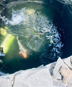 Healthy Ponds Blast Pond Water Cleaner, 5 Water Soluble Packets; Each Packet Treats Up To 2,500 Gallons 13 718w86K5joL