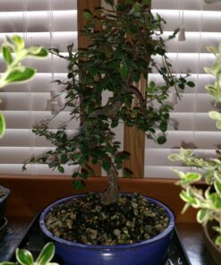 Brussel's Live Chinese Elm Outdoor Bonsai Tree - 5 Years Old; 6" to 8" Tall with Decorative Container Small CERAMIC POT 53 718wEWmM2EL
