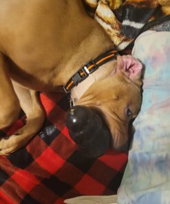 KONG - Extreme Dog Toy - Toughest Natural Rubber, Black - Fun to Chew, Chase and Fetch - for XX-Large Dogs XXL Standard Packaging 43 718wRUxNshL