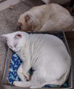 FELIWAY MultiCat Calming Pheromone, 30 Day Refill - 1 Pack 24 718wdw2y67L