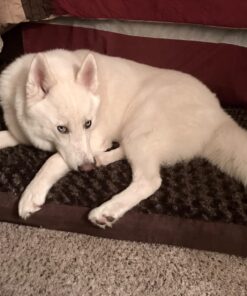 Furhaven Orthopedic Dog Bed for Large/Medium Dogs w/ Removable Washable Cover, For Dogs Up to 55 lbs - Ultra Plush Faux Fur & Suede Mattress - Chocolate, Large Ultra Plush Curly Faux Fur (Chocolate) 36.0"L x 27.0"W x 3.0"Th Orthopedic Foam 43 718yZaknBTL 1