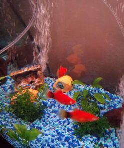 Bolbitis Difformis Baby Leaf Fern Potted Live Aquarium Plants for Freshwater Fish Tank by Greenpro 48 719 BMw8lML