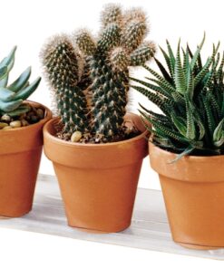 Alternative view of Plastec PLIPAK612 Oval Plantpak Saucer, Clear, 12 inches