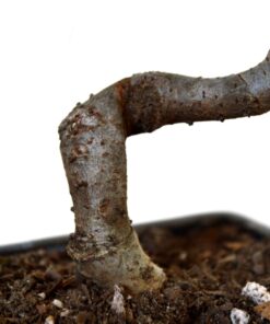 9GreenBox Chinese Elm Bonsai Tree Style 8 43 7193XPqo7CL