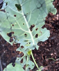 Monterey LG6332 Bacillus Thuringiensis (B.t.) Worm & Caterpillar Killer Insecticide/Pesticide Treatment Concentrate, 16 oz 1 pint (16 oz.) 28 71969bJodL