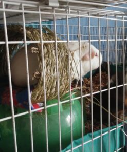 Oxbow Animal Health Timothy Hay Tunnel 29 71978AgHLzL