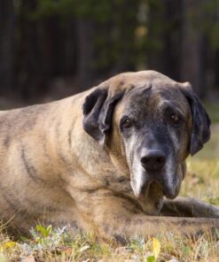 Jerky Treats Tender Beef Strips Dog Snacks 3.75 Pound (Pack of 1) 21 7197BnOacoL