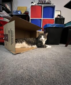 Rachael Ray Nutrish Natural Wet Cat Food, Ocean Lovers Variety Pack, 2.8 Ounce Cup (Pack of 12), Grain Free Variety Pack: Ocean Lover's 2.8 Ounce (Pack of 12) 26 7198UrQqPnL