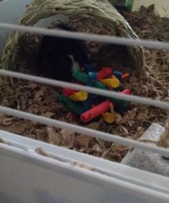 Oxbow Animal Health Timothy Hay Tunnel 32 719BE3x3hEL