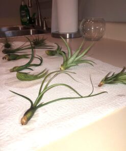 Air Plants Tillandsia Assortment 10 Pack Easy Houseplants for Beginners Small to Medium 1.5"-6"+ 31 719C9woICUL
