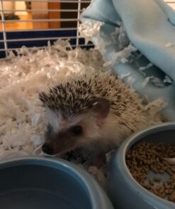 Living World Ergonomic Food Dish, for Small Animals, Blue, Small, 4.22oz, 61682A1 35 719GQ3ZCDL