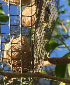 Praying Mantis (5) Egg Cases with Habitat Cup- 5 Egg Cases & 1,500 Live Ladybugs 40 719GtuXLufL 2