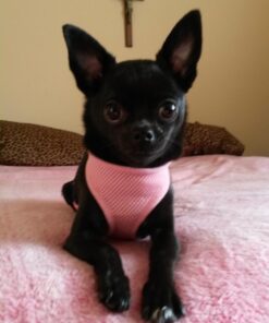 Petphabet 100 Pack Dog Pee Pads 23 by 24 Inches,Lavender Scented Dog Training Pads with Attractant 23 X 24 in 28 719HRDmpsZL