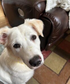 ANGELS' EYES PLUS Tear Stain Prevention Beef Powder for Dogs | All Breeds | No Wheat No Corn | Daily Support for Eye Health | Proprietary Formula |Limited Ingredients | Net Content 75g 19 719ItYrWmL