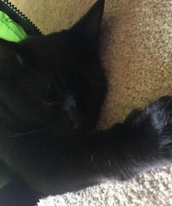 Petmate Jackson Galaxy Cat Crawl Solid Tunnel, Green/Orange 37 719JW8tH6L