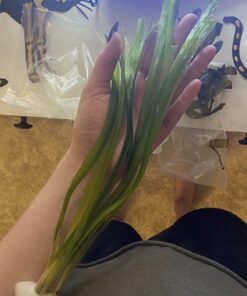 Jungle Vallisneria Rooted Plants 15-20 inches Tall - Easy Background Aquarium Plants 24 719L9J15q9L