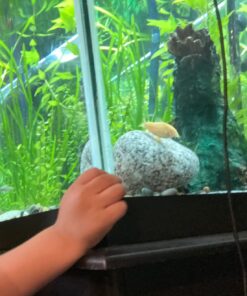 Aqueon Aquarium Fish Tank Betta Bowl Plus Water Conditioner, 4 Ounce 4 Ounces 17 719Lnd0WBfL